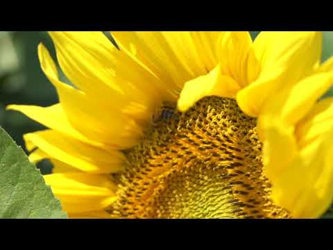 Agro TV u našem ataru 2018. PROMO