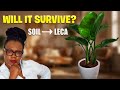 Converting Giant Plants to LECA | Bird of Paradise Edition