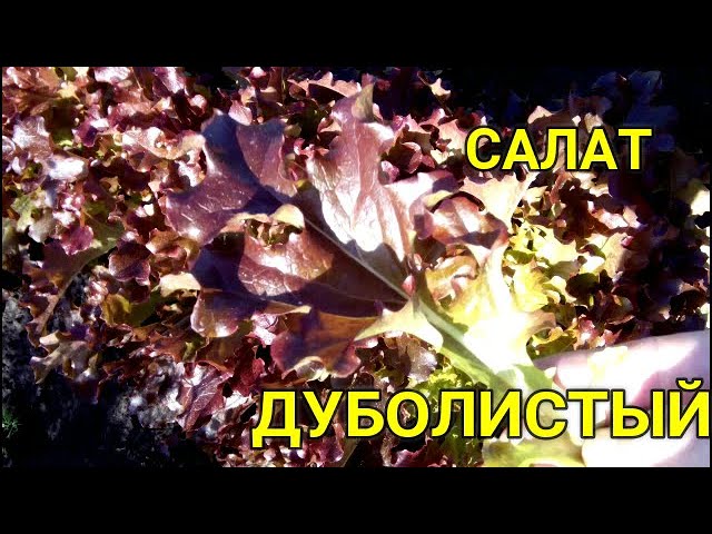 ????????ЛИСТОВОЙ САЛАТ ДУБОЛИСТЫЙ. Выращивание на грядке