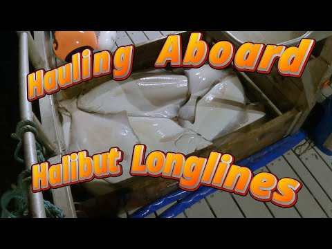 Early Morning Halibut Haul | Halibut Backlog Pt.4 (Nov. 2024)