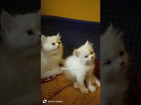 ❤️🥰😻 #cat #cutecat #trendingshorts #catfamily #comedy