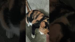 Download lagu kucing kampung bagus bela mp3