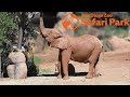 The Elephant Valley Effect San Diego Zoo Safari Park
