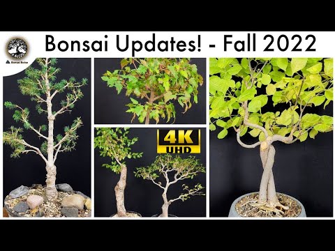 Bonsai Updates! - Fall 2022