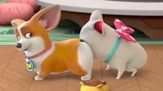 Moco’s Corgi Butt Prank