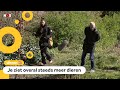 Het is rustiger op straat, dus dieren gaan zich anders gedragen