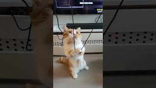 I want to play! #Apex #game #munchkin #cat #hkcat #cute #neko #曼赤肯 #曼基 #橘貓 #紅虎白 #貓 #喵 #bolobolomi