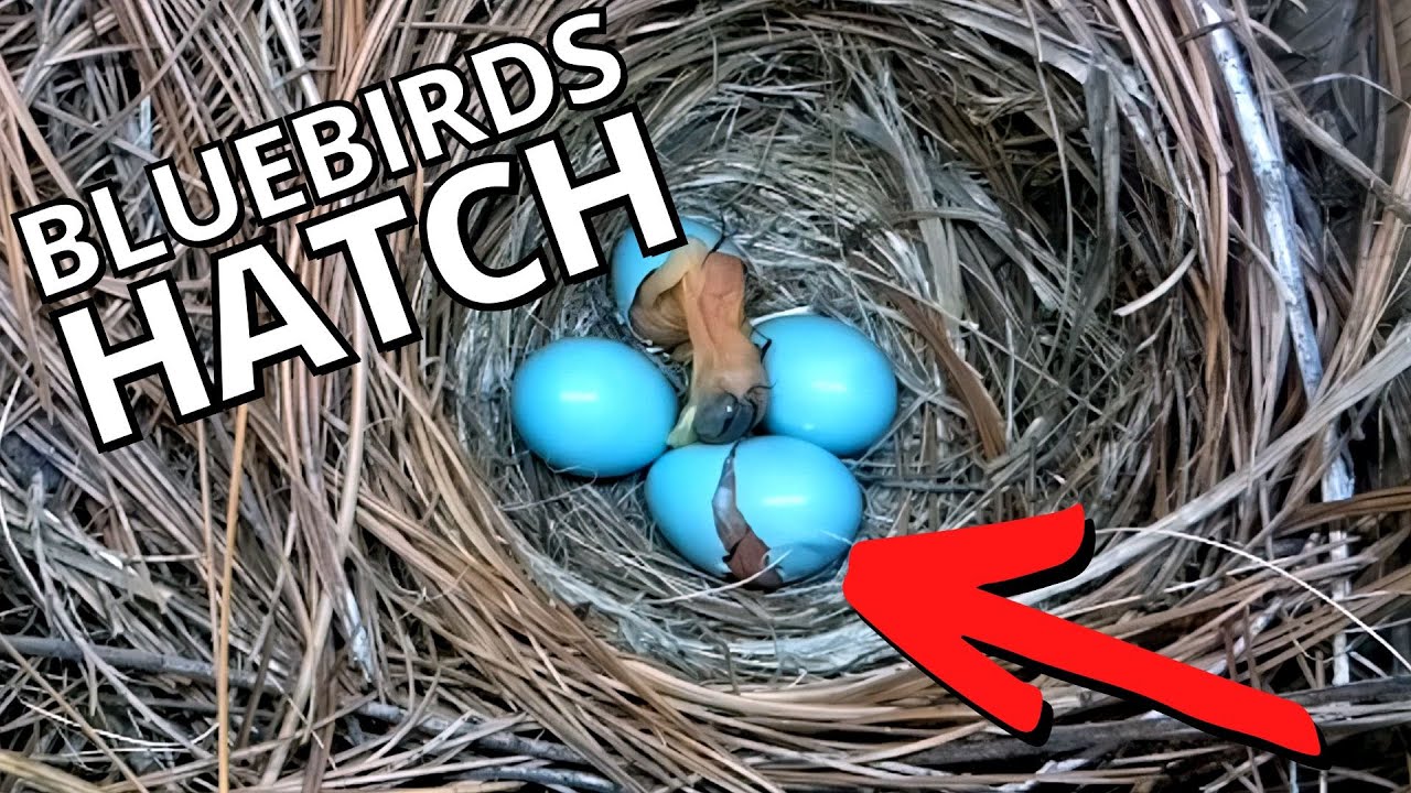 Extraordinary Process of American Bluebird Eggs Hatching