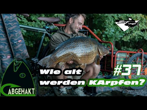 ABGEHAKT #37: Wie ALT werden KARPFEN?