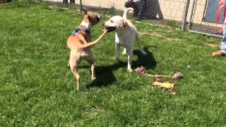 preview picture of video 'East Haven Animal Shelter - Frisco'