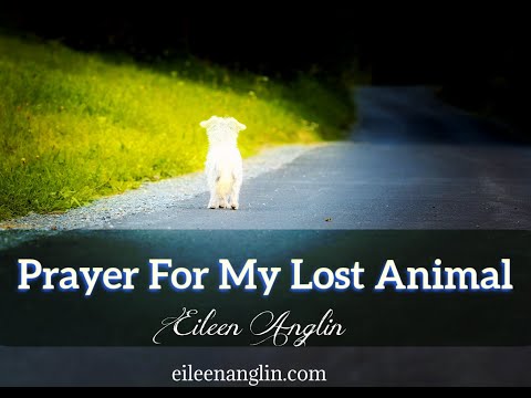 Prayer For A Lost Animal - Find A Lost Pet