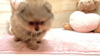 ポメラニアンの動画01