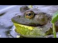 Gigantic bullfrog bellows out a loud croak in the lillypads