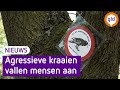 Agressieve kraai valt mensen aan