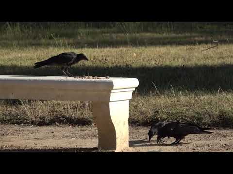 Corvus corone : nuts lunch for 2 adults and 1 juvenile