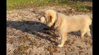Video preview image #1 Great Pyrenees Puppy For Sale in Spring, TX, USA