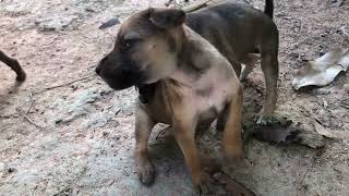 #dogs #doglife #amazingpig #animals #shortvideo #cutedogs #beautifuldogs #funnydogs #farmanimalct