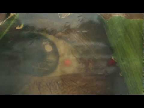 HOPE SPRINGS ETERNAL