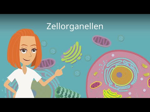 Zellorganellen und ihre Funktionen - einfach erklärt!