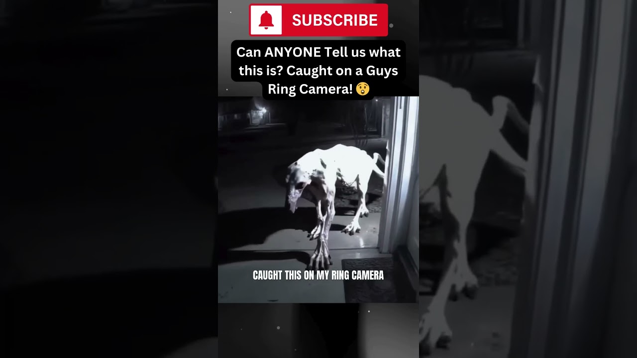 Mysterious Creature Caught on Ring Camera!? 😳 What Could It Be? #mystery  #shorts #fyp #shortsfeed