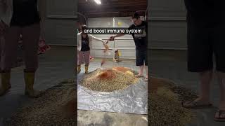 Download lagu Membuat Pakan Ayam: Resep Terbaik untuk Ayam yang Sehat dan Bahagia! mp3