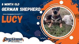 Download Lagu Lucy | 8 Month Old GSD | Off Leash German Shepherd Training, Georgia Thumbnail