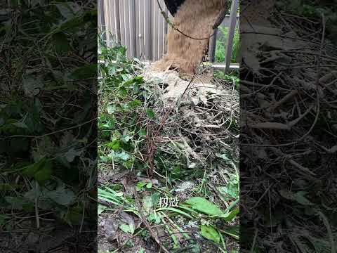 庭に堆肥をいつ、どのように追加するのですか?知っておくべきことはすべて！  庭園