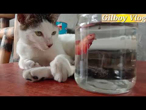 The cat tries to eat fish in the jar video #18