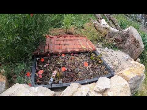 Was ist ein Hortus? - auf dem Weg zum Hortus