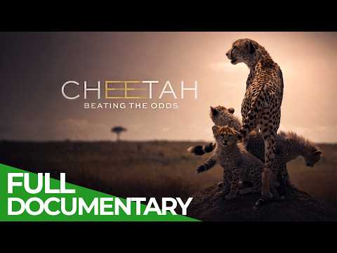 Cheetah: Beating the Odds
