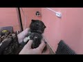 Так дизельный обогреватель еще никто не устанавливал! Автономный отопитель для гаража. Diesel Toad
