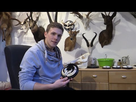 Preparing boar trophies - Hunter Brothers