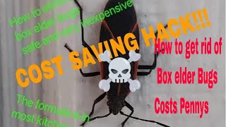 How to get rid of Box elder Bugs /Costs Pennys