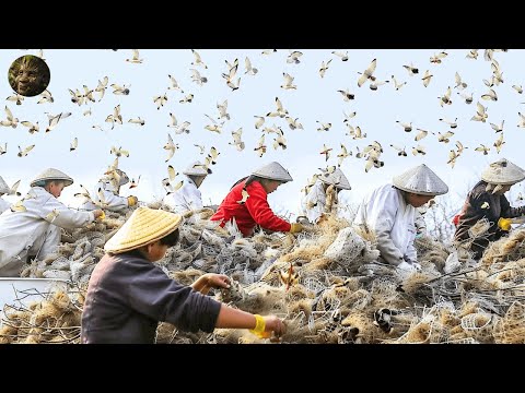 The Most Expensive Bird's Nest Is Harvested Like This - Bird's Nest Farming Techniques 2024