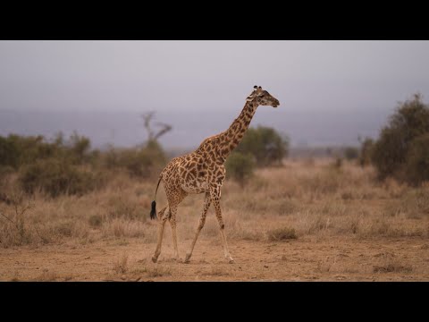 Safari in Serengeti, Mkomazi, Ngorongoro