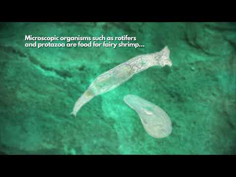 What are the huecos at Hueco Tanks?