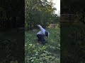 Bees ATTACK! 🐝😵M-au atacat albinele!#shorts #bees #funny videos #funny shorts