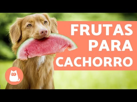 8 Frutas para cachorros e seus benefícios
