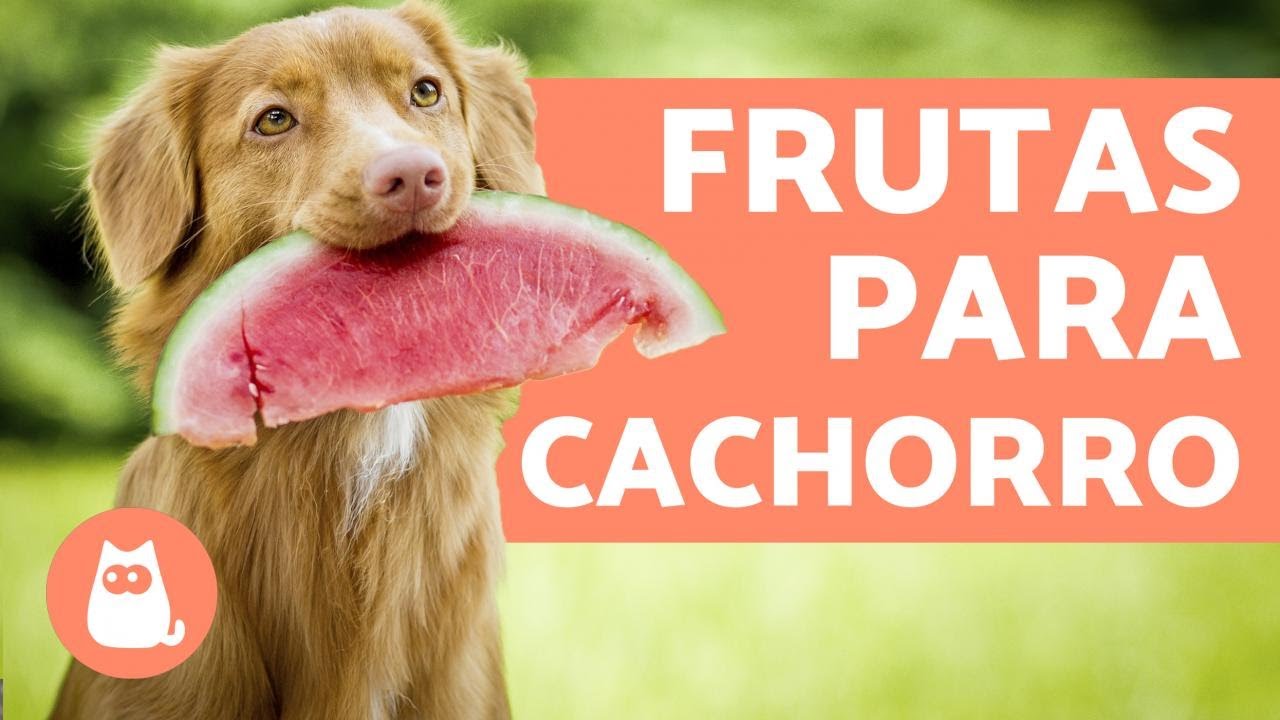 8 FRUTAS PARA CACHORROS, seus benefícios e dose recomendadas