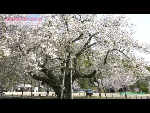 【佐賀県唐津市の風景：4K映像】衣干百年桜[衣干山さくら公園 菜畑](令和5年3月29日撮影)