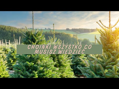 Wszystko co musisz wiedzieć o choinkach! 🌲 Cięta czy Żywa? Jodła czy Świerk?