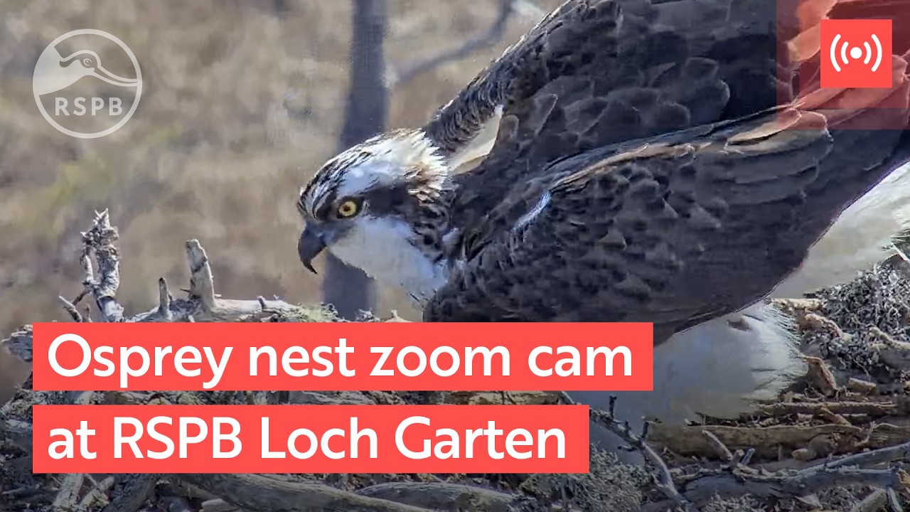Live webcam view of Osprey Nest Zoom Camera