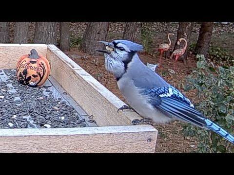 How Much Food Can This Blue Jay Carry Away?! | Cornell Lab | October 30, 2025