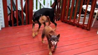 preview picture of video 'Old dog vs Rottweiler / Labrador puppy in Wayne NJ'