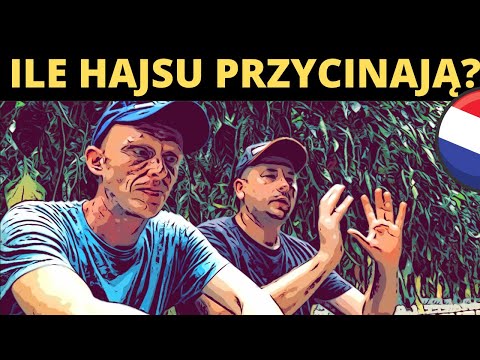 ILE I JAK ZARABIA NA TOBIE AGNECJA PRACY W HOLANDII