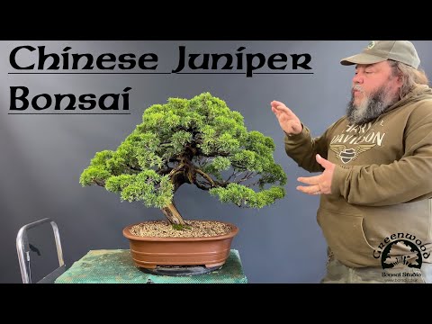 Refining Chinese Juniper Bonsai - Greenwood Bonsai