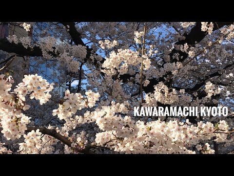 How to Spend 14 Days in Japan - Kawaramachi Kyoto in Spring 🌸
