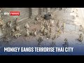 The Thai Tourist Town With A Monkey Gang Problem