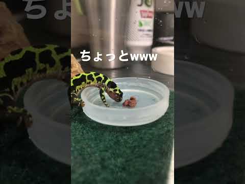 尋常性トリトゥルス dis.png