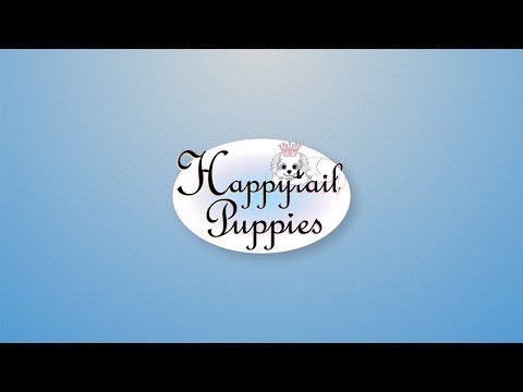 Happytail Puppies